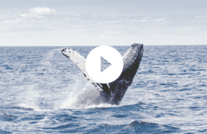 Click to watch Indigenous Expedition Video
