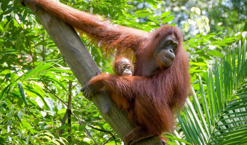 Orangutan with its baby in the jungle in Borneo