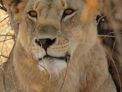 school_expedition_kenya_impact_lioness_in_shade