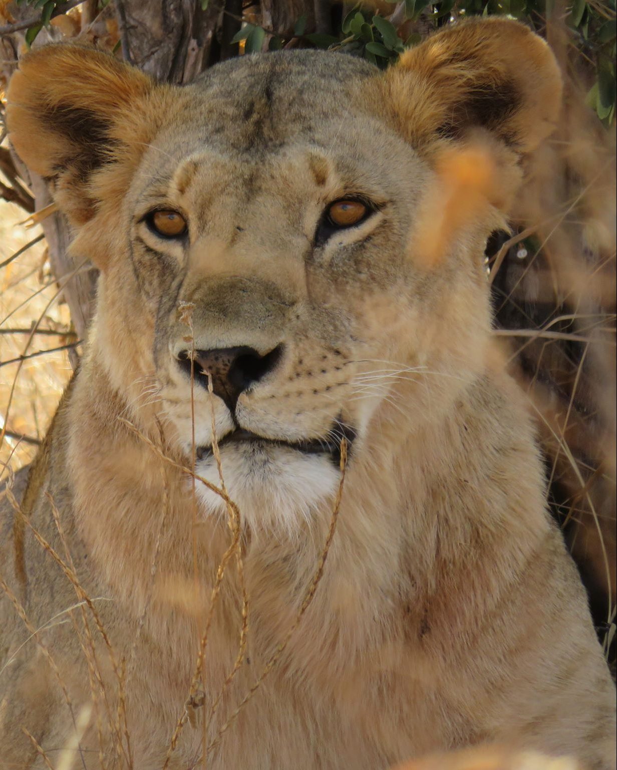 school_expedition_kenya_impact_lioness_in_shade