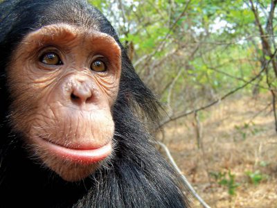 school_expedition_uganda_trek_baby_chimp