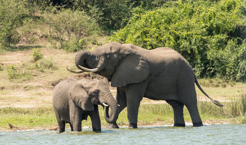 school_expedition_uganda_trek_elephant_mother
