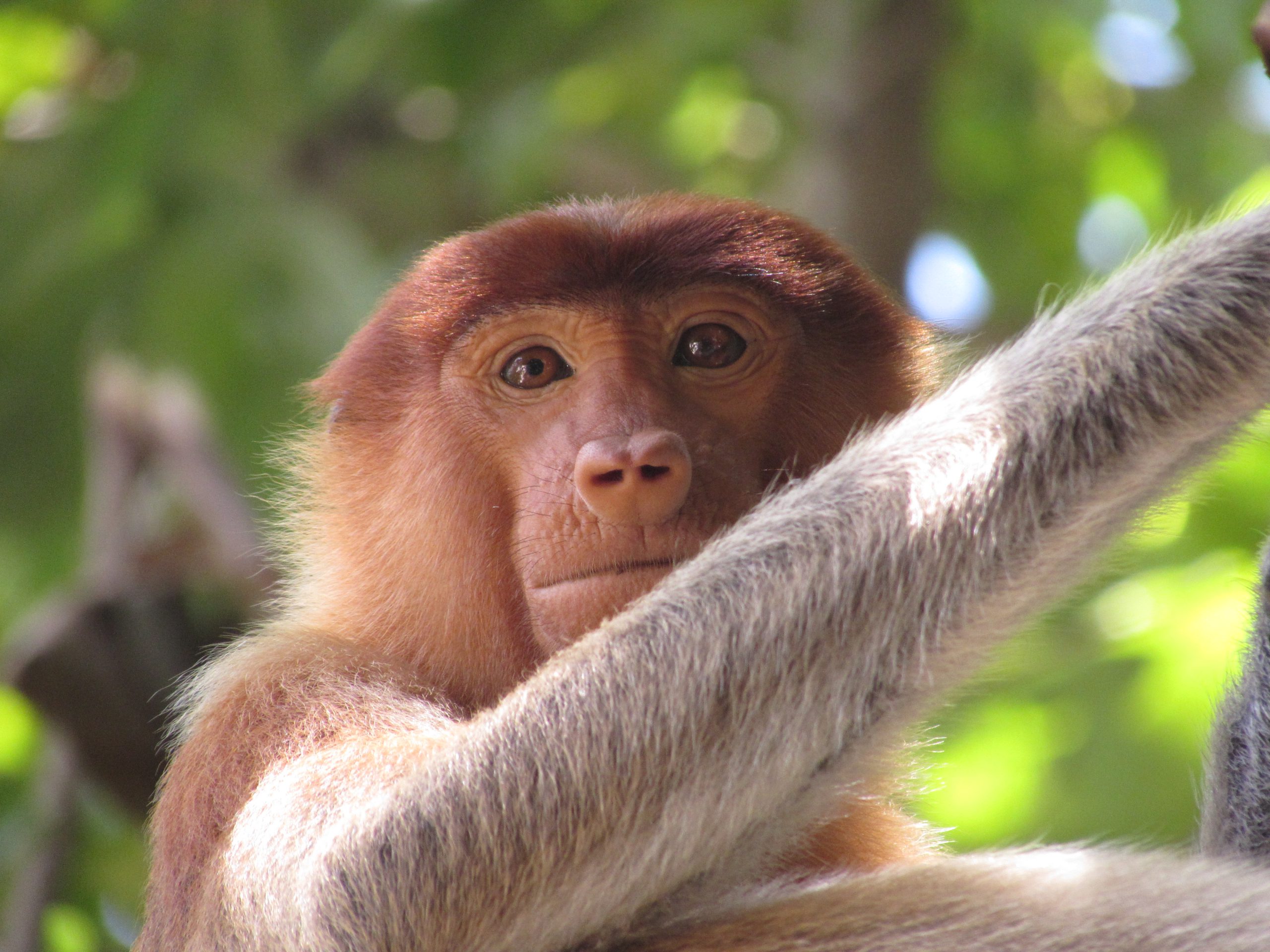 camps_international_billy_rickards_2016_wildlife