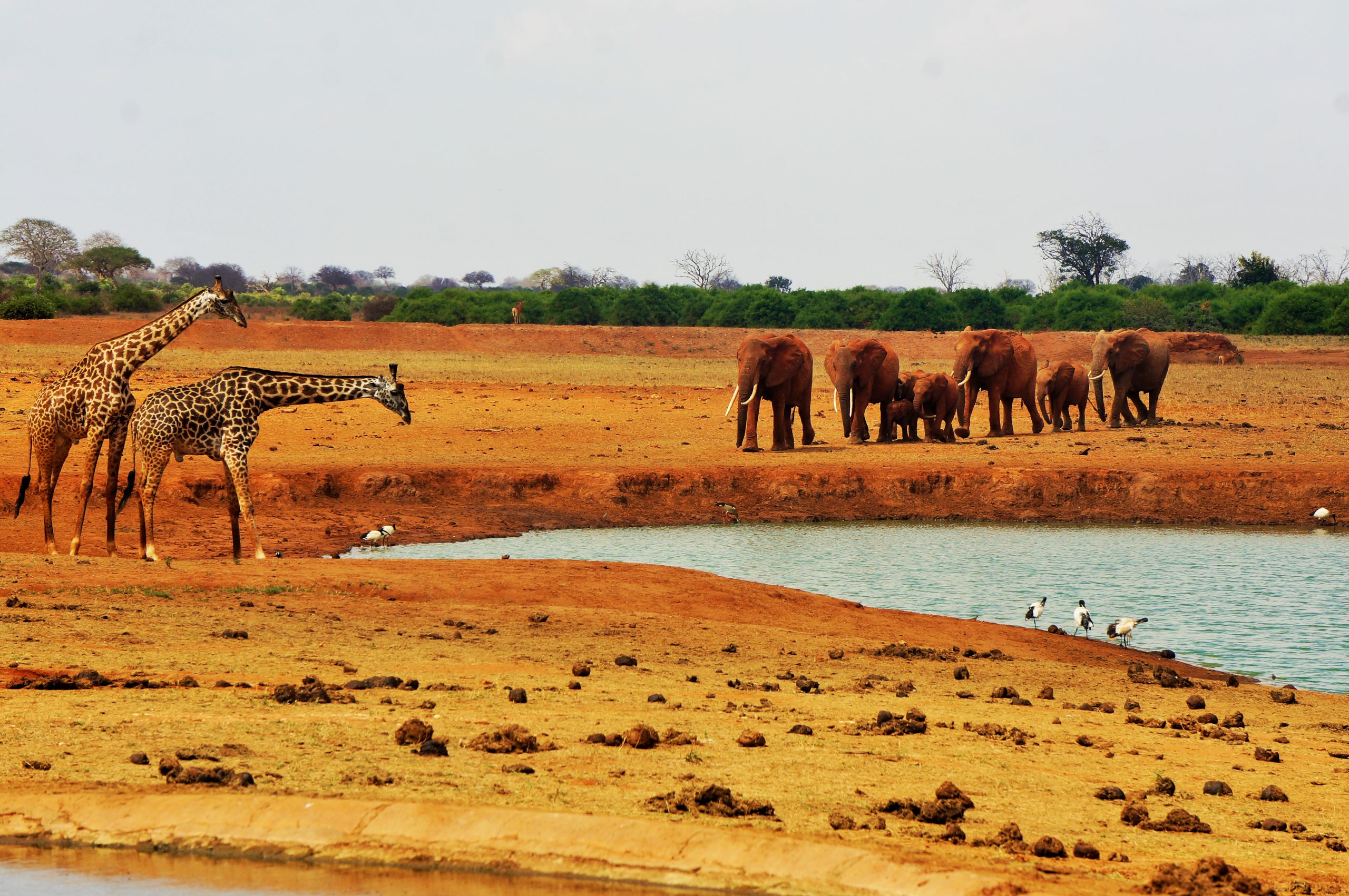 camps_international_unknown_photo_competition_2017_wildlife
