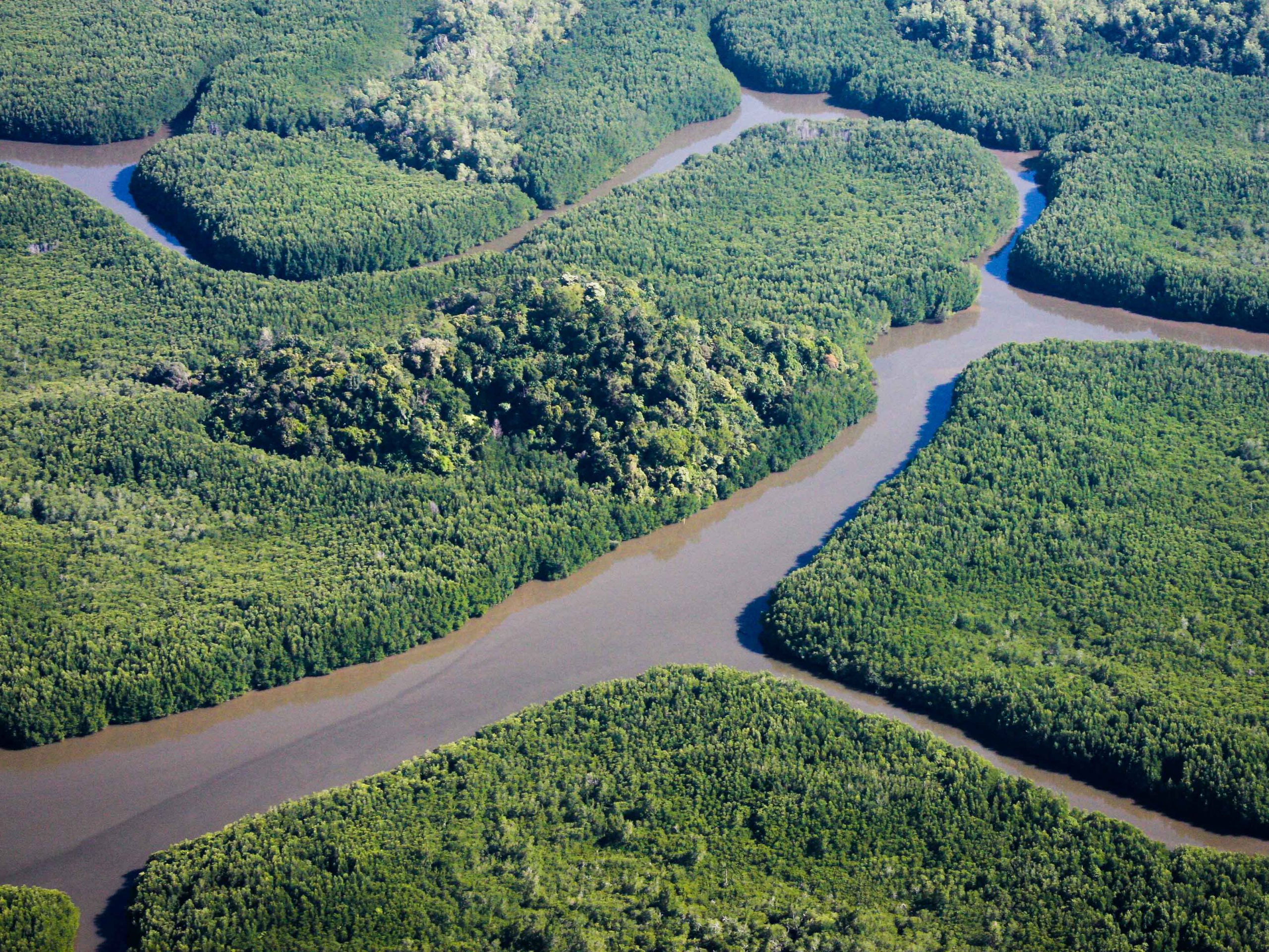 Aerial view of the Kinabatangan river.