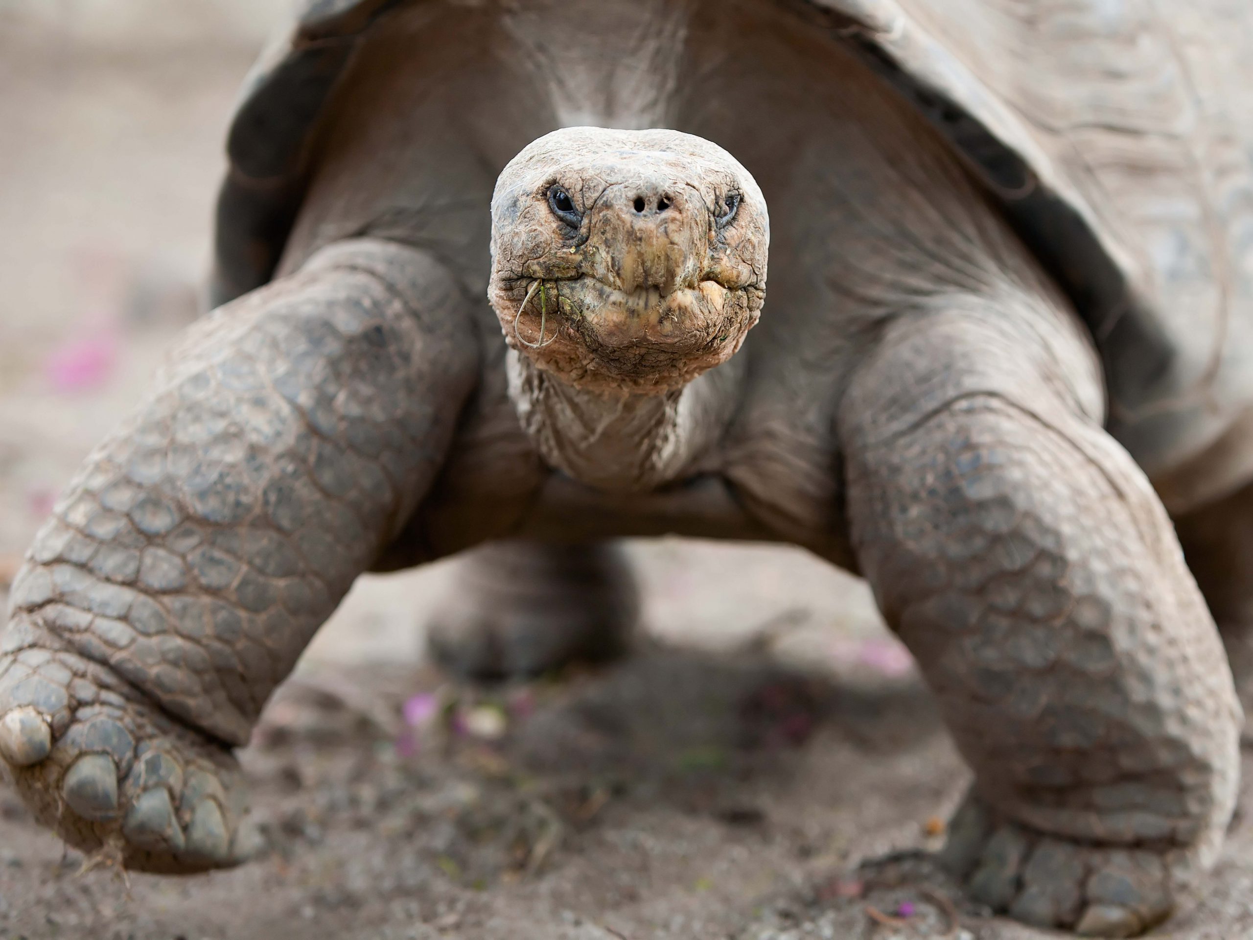 Ecuador Galapagos Giant Tortoise