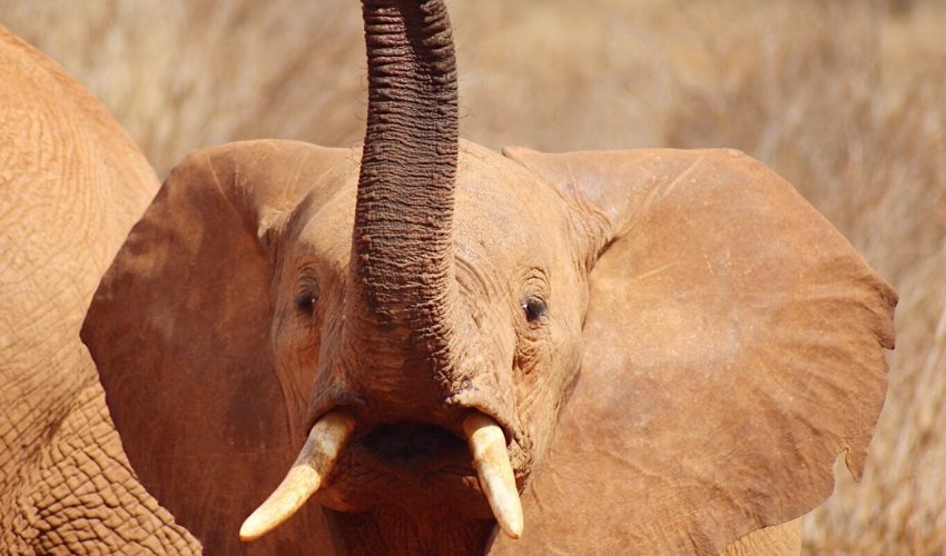 school_expedition_kenya_scuba_elephant_on_safari