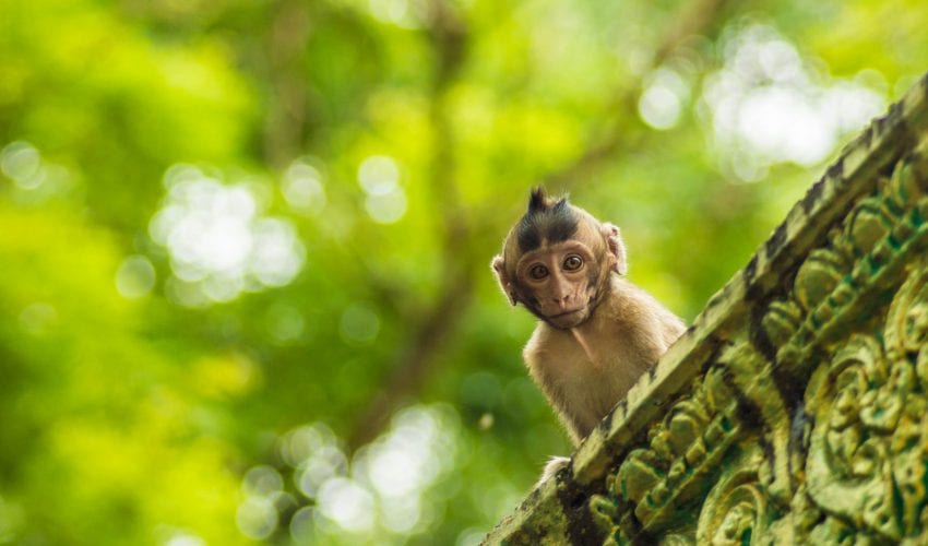 school_expedition_cambodia_impact_monkey_on_wall