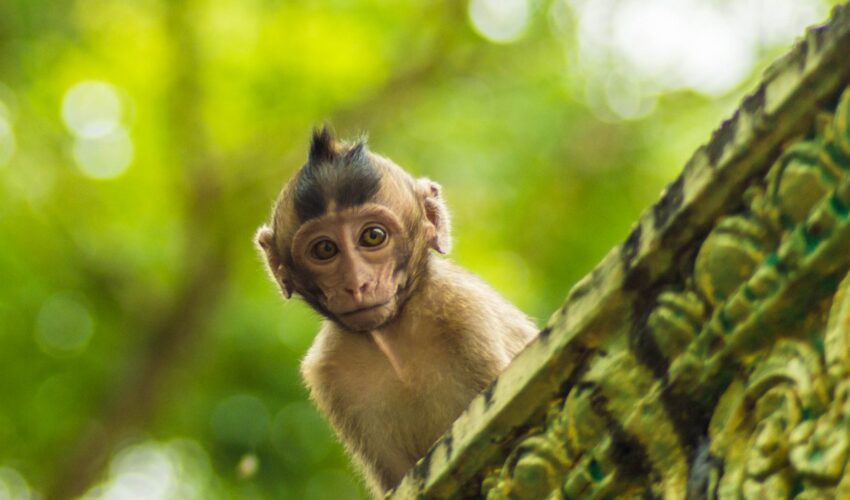 A monkey in a temple in Cambodia