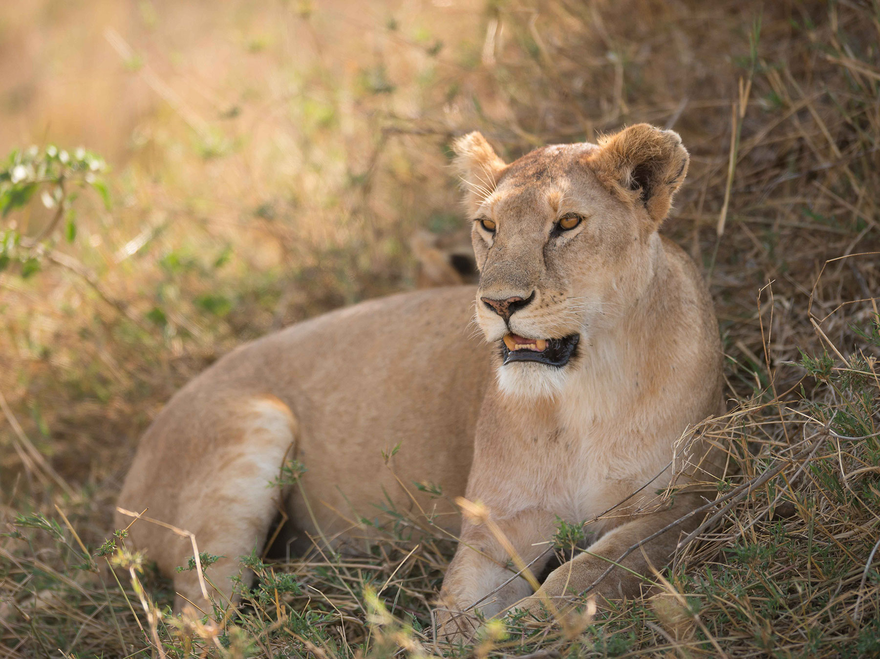 school_expedition_kenya_impact_lioness_growling