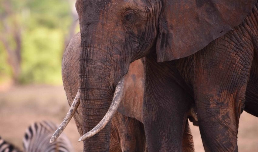 school_expedition_kenya_savannah_elephant__zebra-1