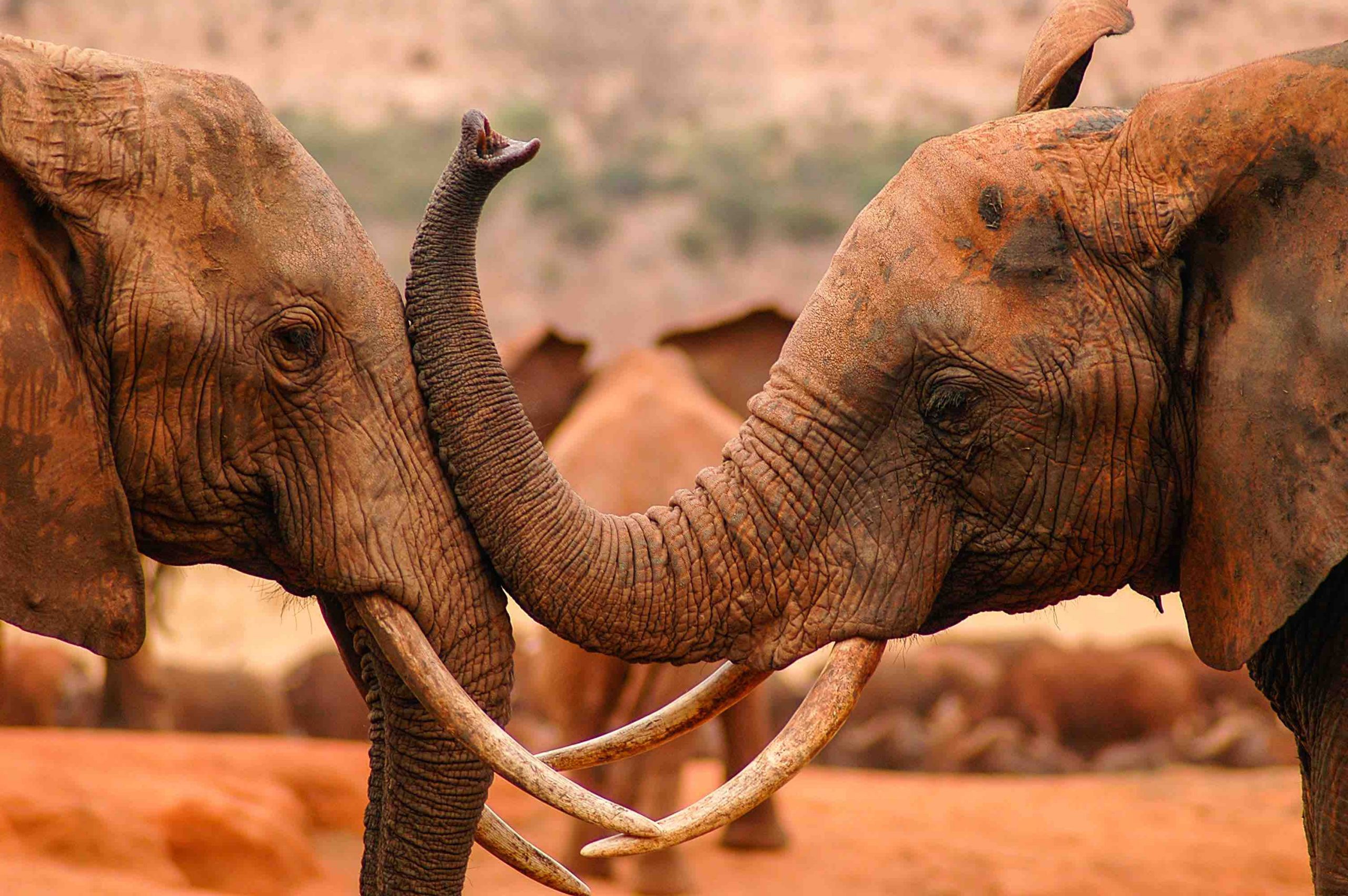 school_expedition_kenya_scuba_elephants
