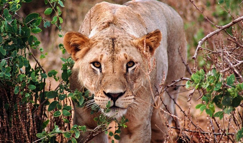school_expedition_tanzania_kilimanjaro_lion_stalking