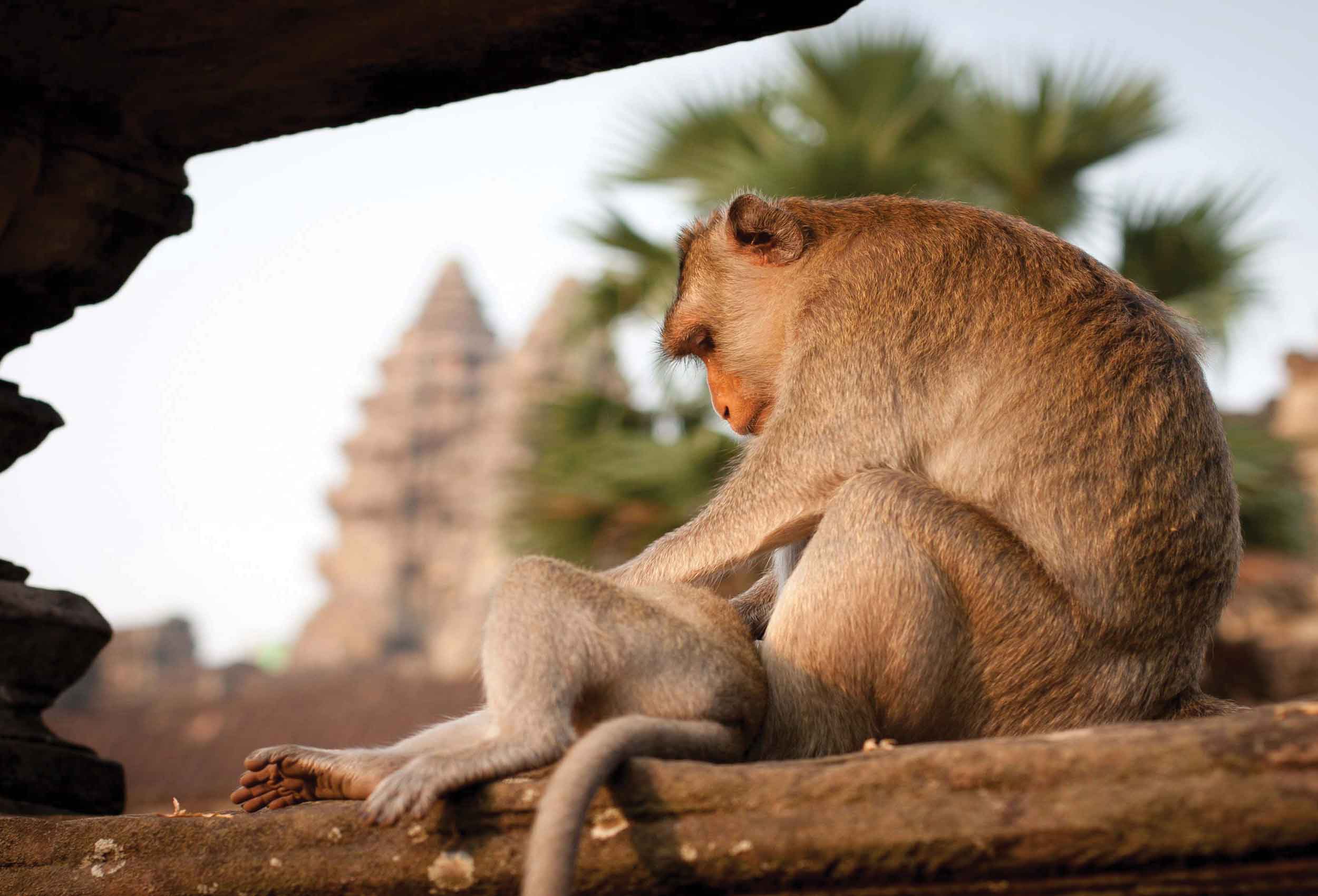 school_expedition_cambodia_impact_monkey_temple-4