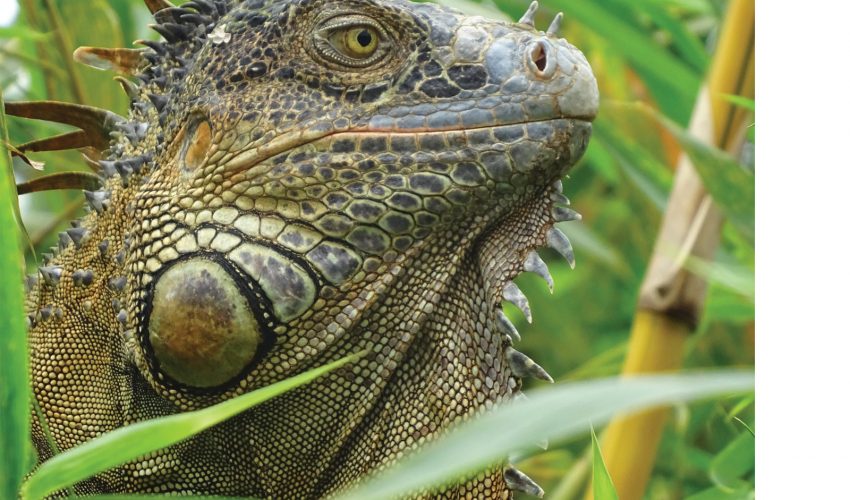 school_expeditions_costa_rica_impact_wild_lizard
