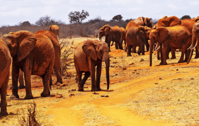#savetheelephantday - Majestic Gentle Giants