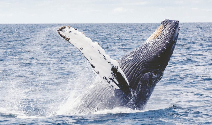 school_expedition_australia_indigenous_expedition_humpback_whale_breaching