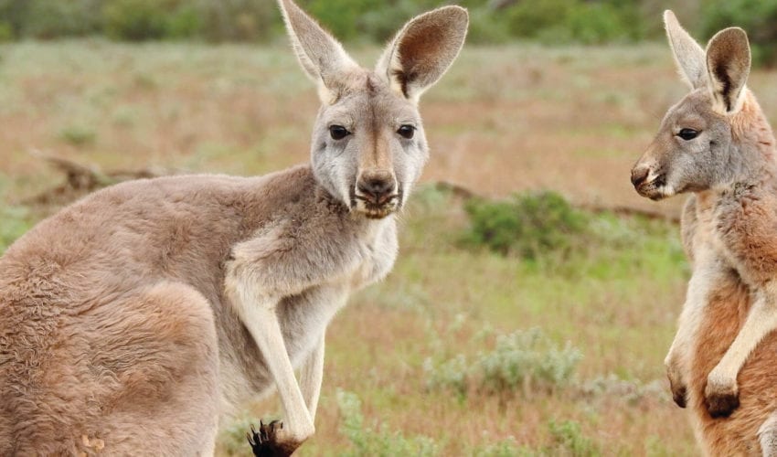 school_expedition_australia_indigenous_expedition_two_kangaroos