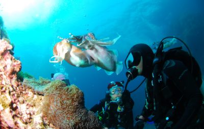 diving-689831
