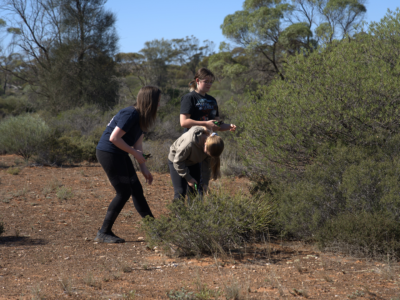 bush-medicine