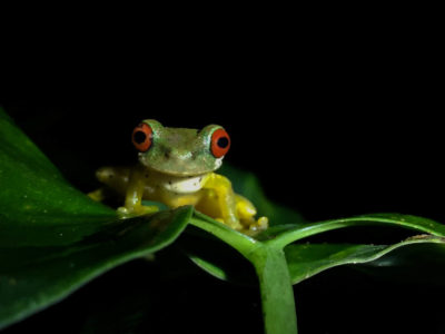 Costa Rica Red Eyed Tree Frog