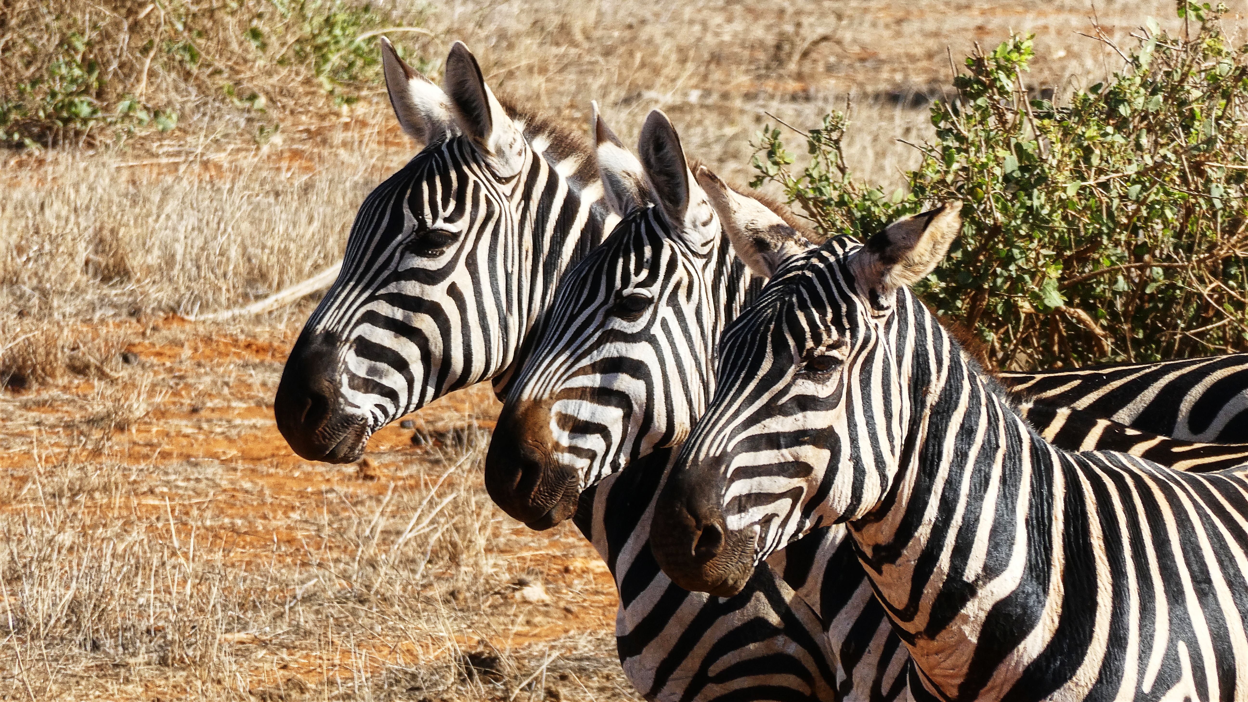 grace-phillips-wildlife-uk-kenya