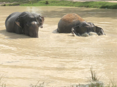 elephants-cambodia-kulen-sanctuary