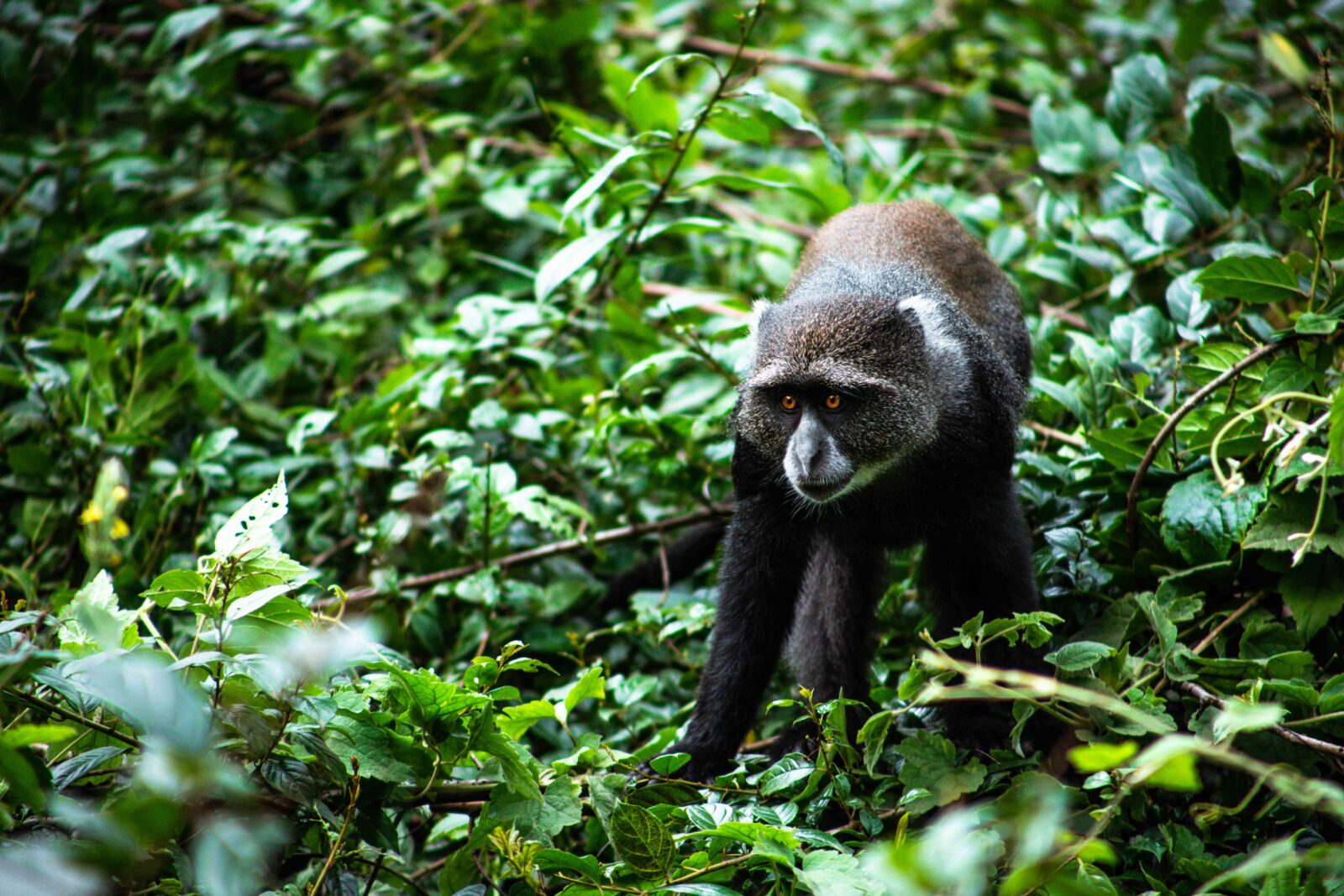 wildlife-tanzania-blue-monkey-jack-perret-reduced
