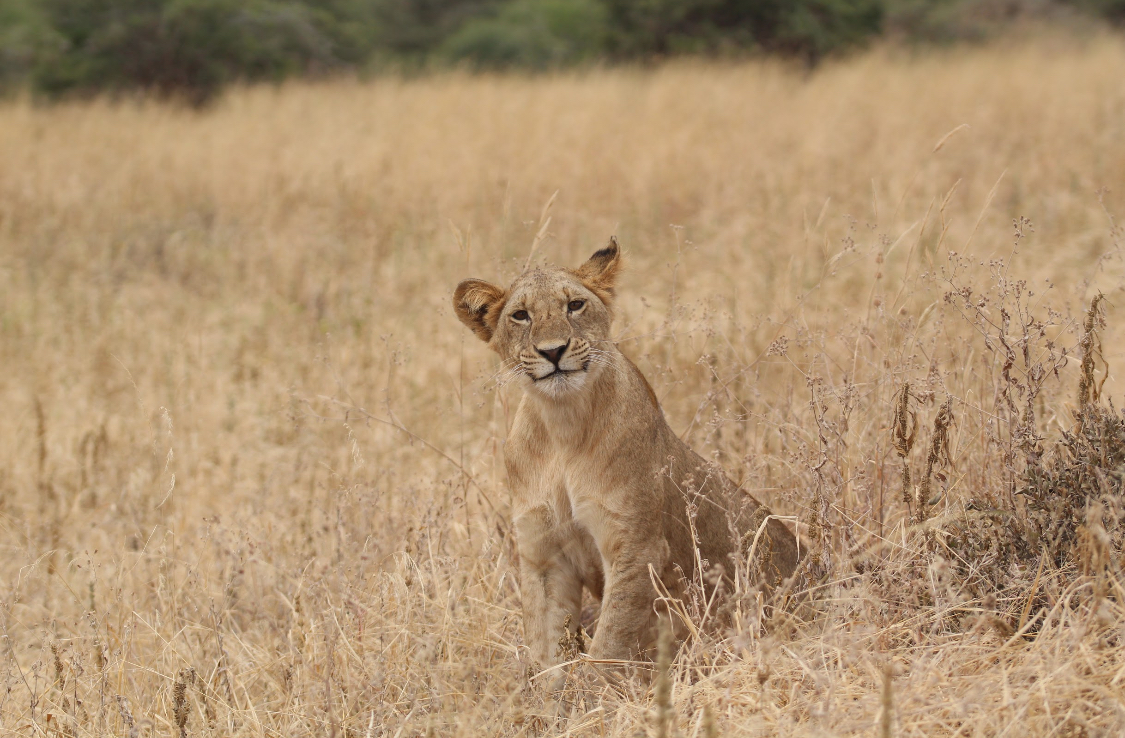 wildlife-tanzania-jeijei-maconochie