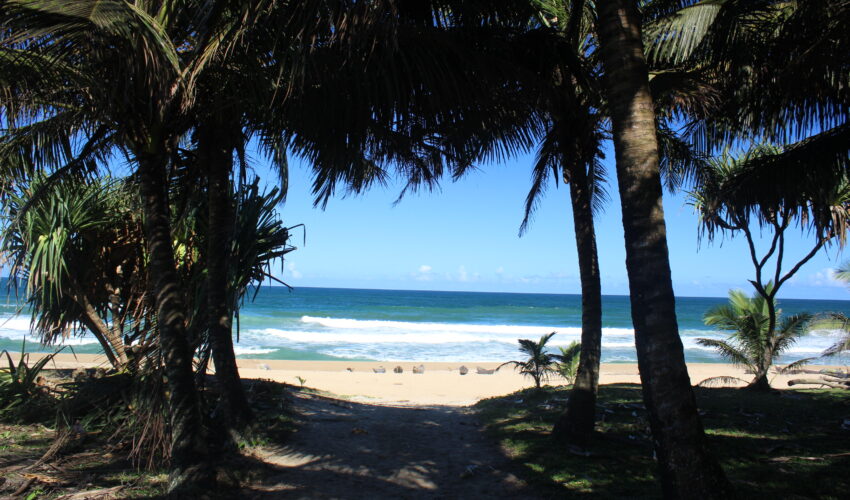 View of Indian ocean through palm trees.
