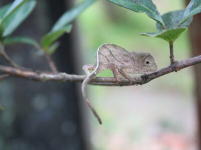 Baby chameleon on a tree branch.