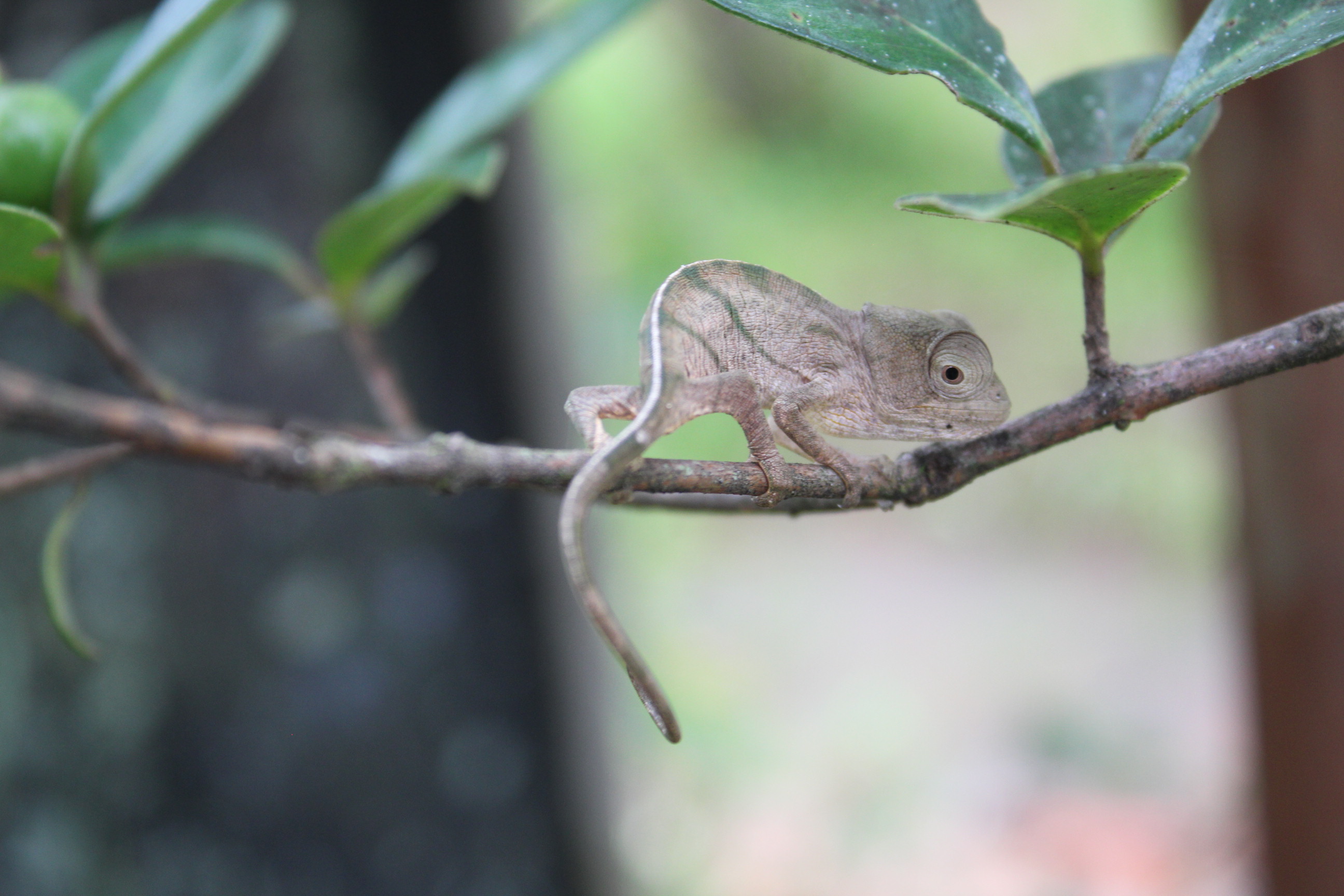 Baby chameleon on a tree branch.
