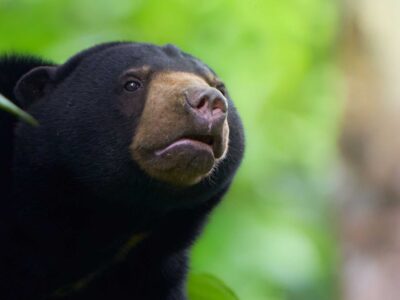 Sunbear at Sepilok.