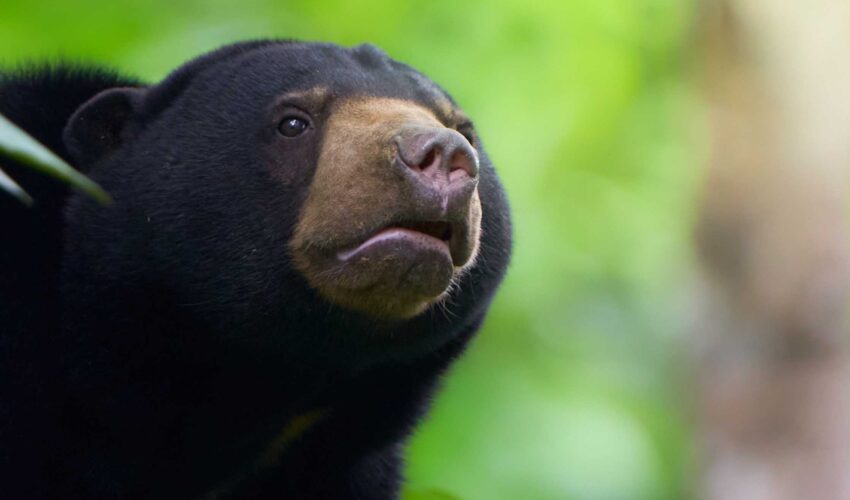 Sunbear at Sepilok.
