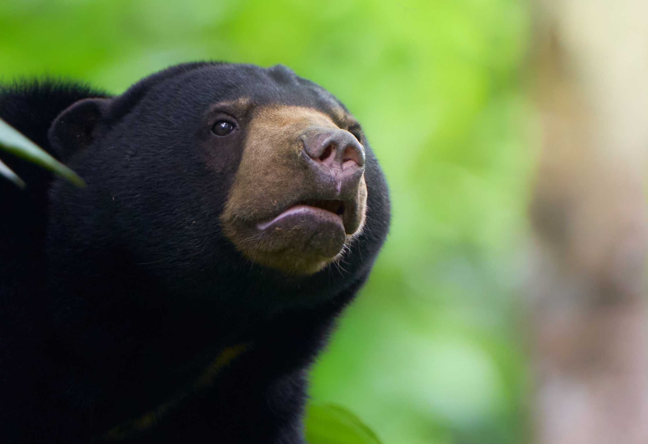 Sunbear at Sepilok.