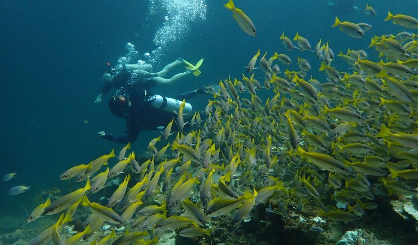 Traveller diving near shoal of fish.