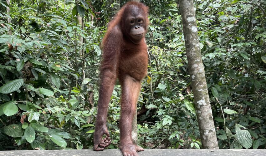 Orangutan at Sepilok