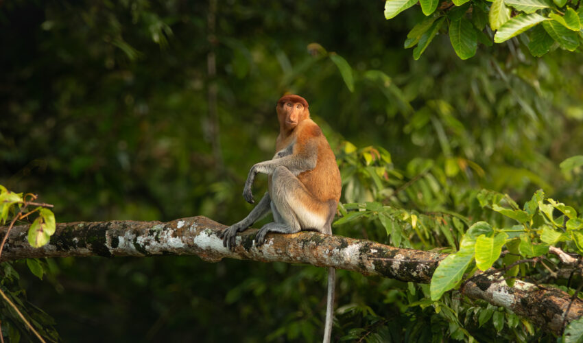 a monkey sitting on a branch in the jungle in Borneo