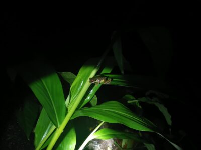 Frog Night Tour Monteverde