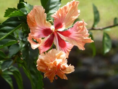 Borneo Blooming Hibiscus