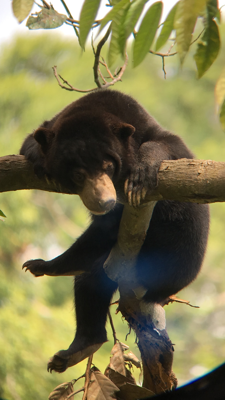 Borneo - Sun Bear at Sepilok