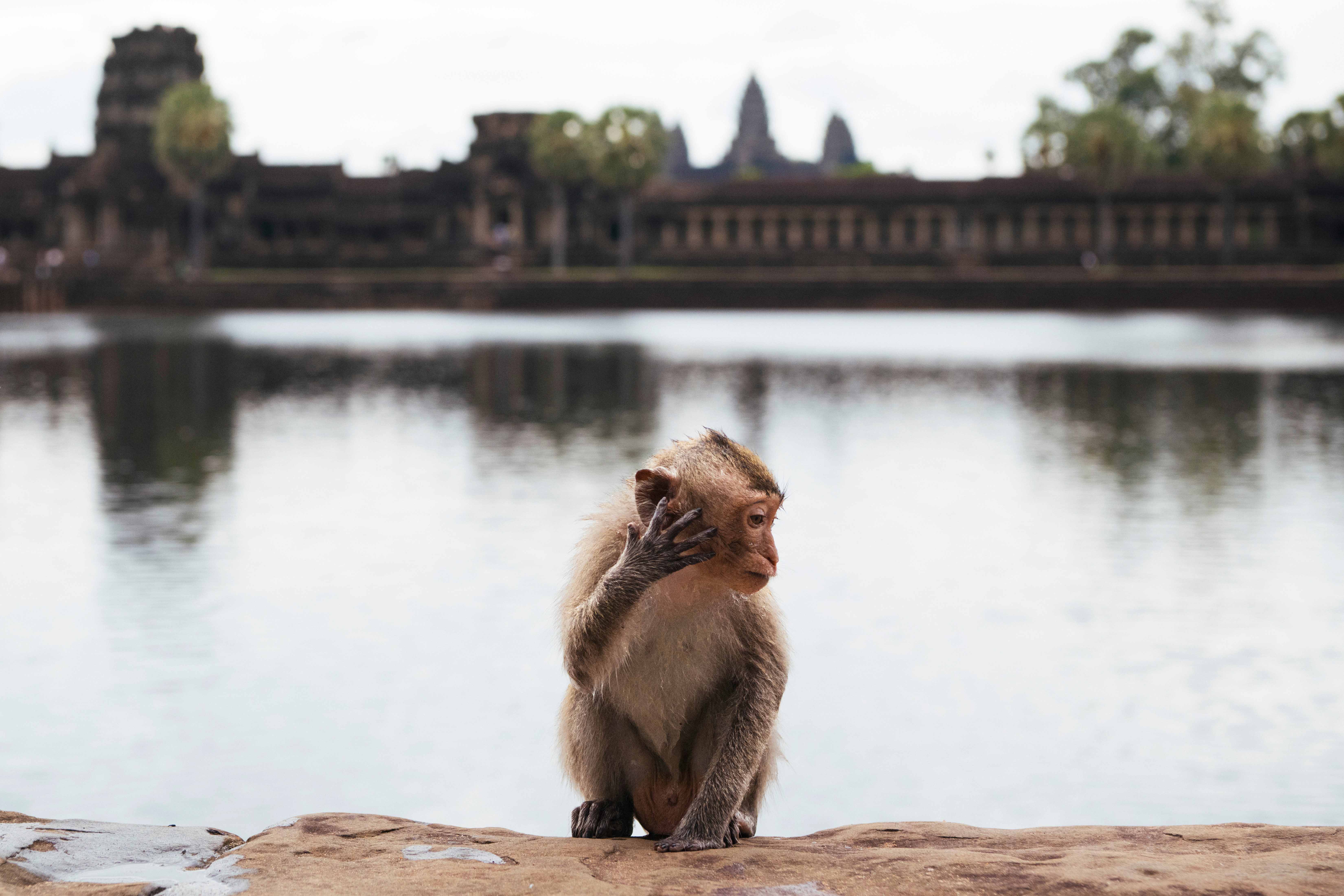 Cambodia Monkey in a Temple by the water