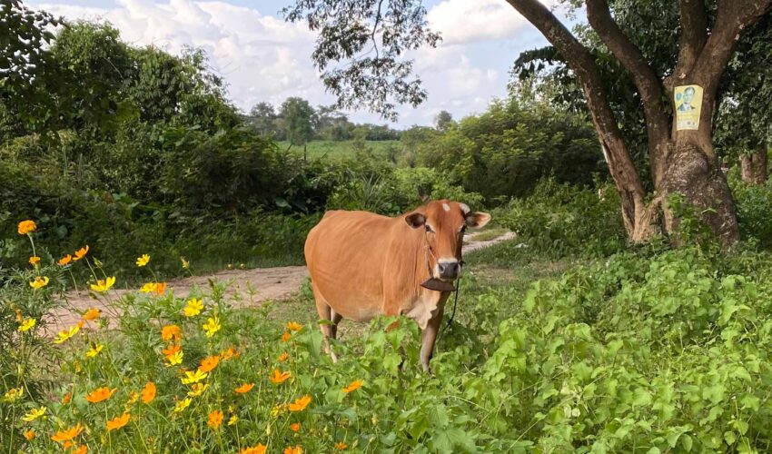 Cow in a field with flowers in Cambodia