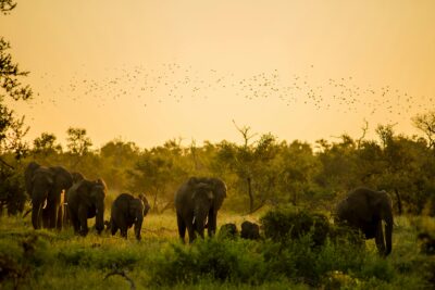 Elephants at sunset, Kruger Park