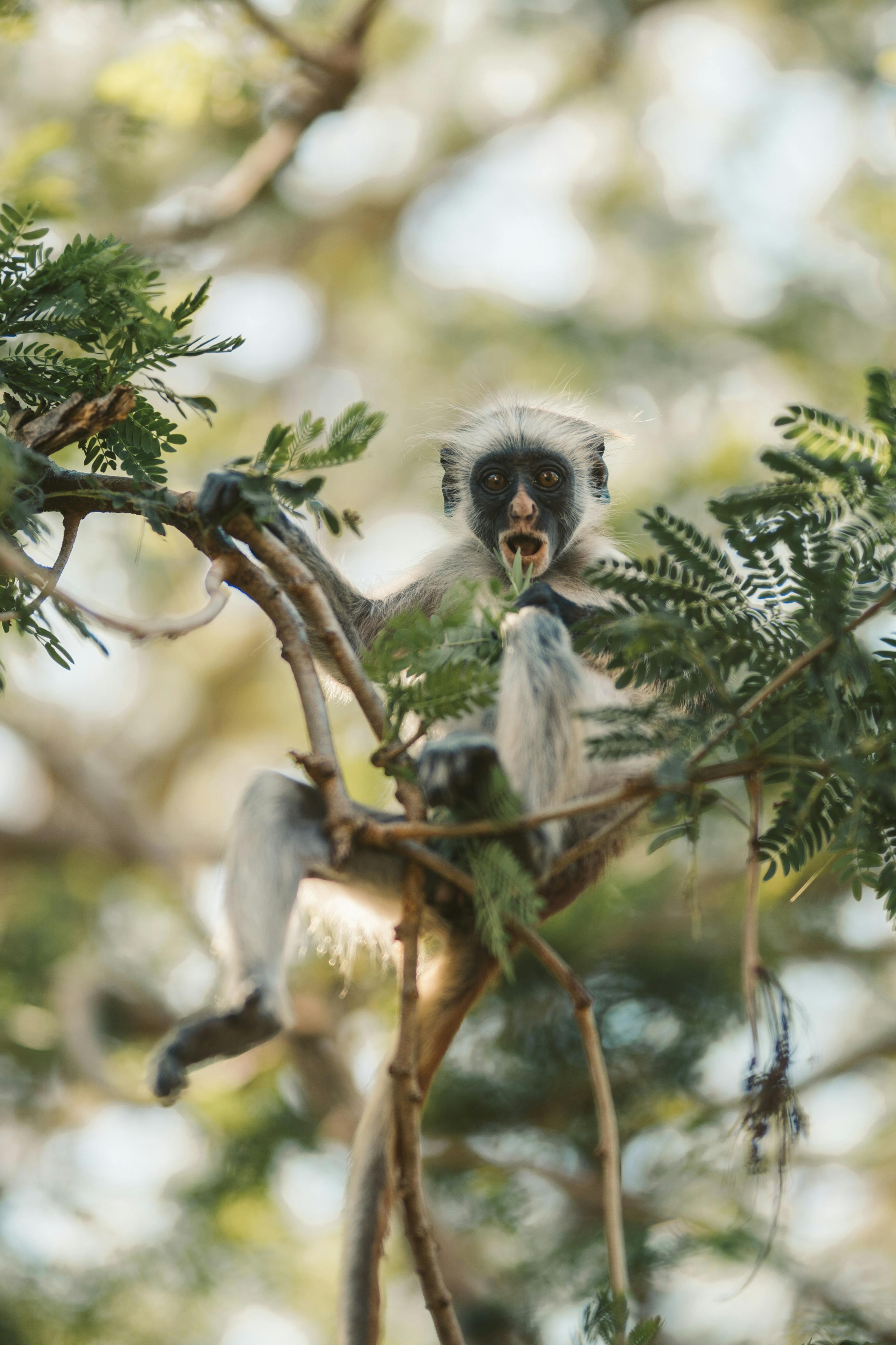 Monkey in the trees, Zanzibar 2