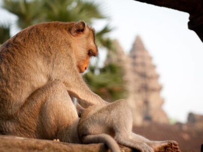Cambodia monkey at temple