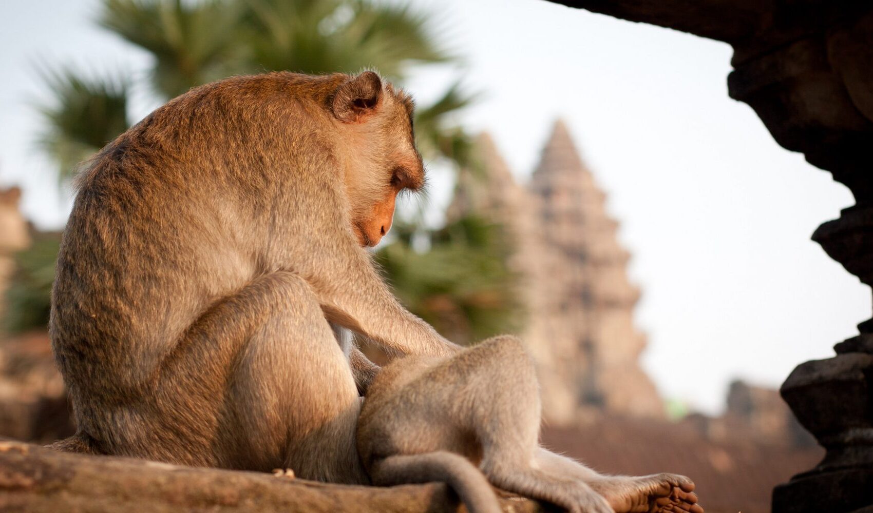 Cambodia monkey at temple