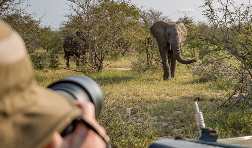 Traveller taking a photo of elephants, Kruger Park, South Africa