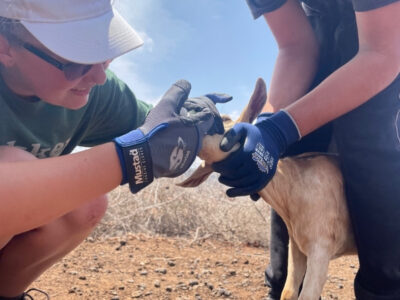 Two girl's deworming a goat on an African Expedition with Camps International