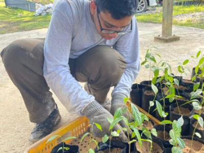 Student from the UAE working on an expedition in Borneo with Camps International, leaning over a crate of seedling plants before planting them out